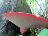 Fistulina hepatica image