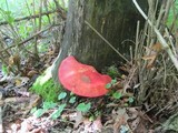 Fistulina hepatica image