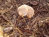 Parasola auricoma image