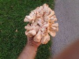 Laetiporus cincinnatus image