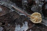 Marasmius tremulae image