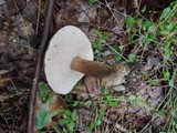 Tylopilus indecisus image