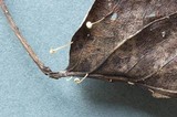 Marasmius tremulae image