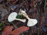 Ampulloclitocybe clavipes image