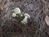 Ampulloclitocybe clavipes image