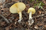 Amanita cochiseana image