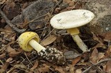 Amanita cochiseana image