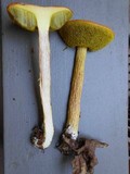 Heimioporus betula image