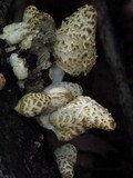 Coprinopsis variegata image