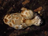 Coprinopsis variegata image