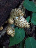 Coprinopsis variegata image