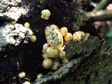 Coprinopsis variegata image