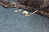 Marasmius tremulae image