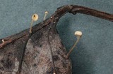 Marasmius tremulae image