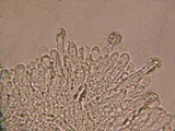Marasmius tremulae image