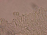Marasmius tremulae image