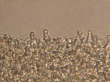 Marasmius tremulae image