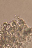Marasmius tremulae image
