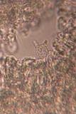Marasmius tremulae image