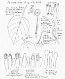Marasmius tremulae image