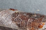Marasmius tremulae image