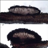 Arthonia cinnabarina image