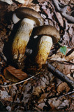 Retiboletus griseus image