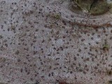 Arthonia ilicinella image