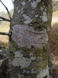 Arthonia ilicinella image