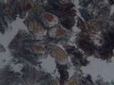 Arthonia ilicinella image