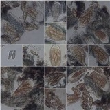 Arthonia ilicinella image
