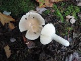 Russula modesta image