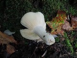 Russula modesta image