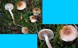 Hygrophorus leucophaeus image