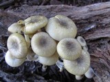 Chrysomphalina strombodes image