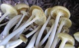 Chrysomphalina strombodes image