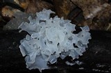 Tremella fuciformis image
