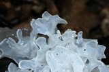 Tremella fuciformis image