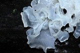 Tremella fuciformis image