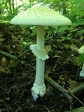 Amanita multisquamosa image
