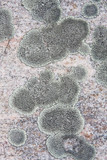 Dimelaena oreina image