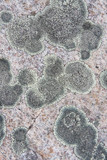 Dimelaena oreina image