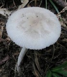 Amanita farinosa image