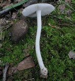 Amanita farinosa image