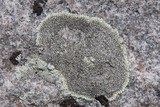 Dimelaena oreina image