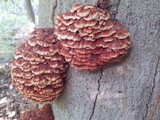 Globifomes graveolens image