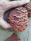 Globifomes graveolens image