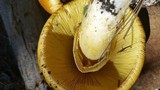 Amanita cochiseana image