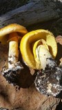 Amanita cochiseana image
