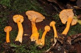 Cantharellus ignicolor image